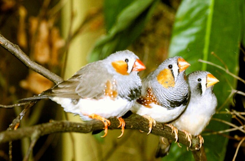  Un entraînement de chant quotidien rend les mâles oiseaux chanteurs attrayants, selon une étude