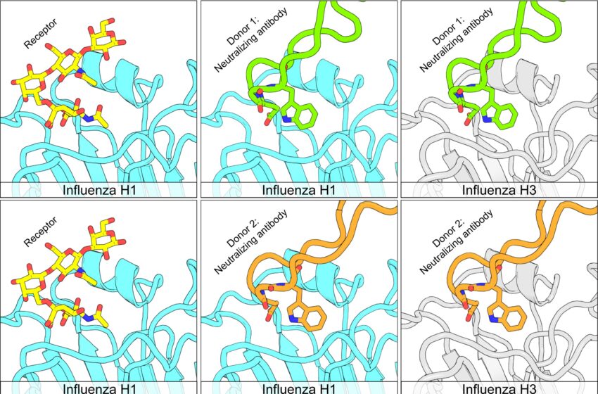  Un nouveau type d’anticorps semble prometteur contre plusieurs formes de virus de la grippe