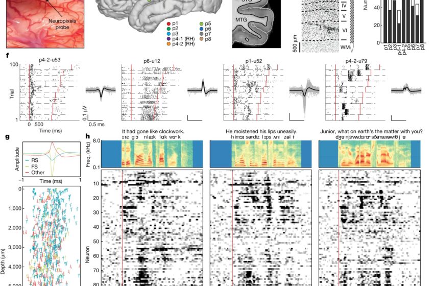  Une étude explore comment les neurones individuels nous permettent de comprendre les sons de la parole
