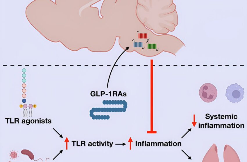  Une étude identifie de nouveaux concepts pour l'action du GLP-1 dans le cerveau
