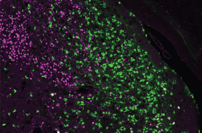  Une étude montre que des sous-populations distinctes de cellules dans l’amygdale de la souris influencent différents comportements sociaux