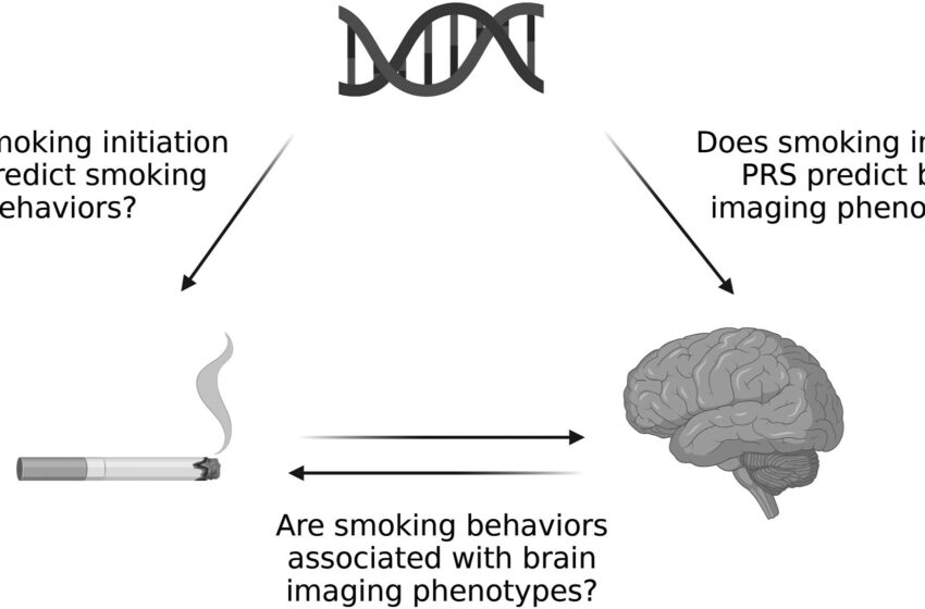  Une étude montre que fumer entraîne probablement un rétrécissement du cerveau