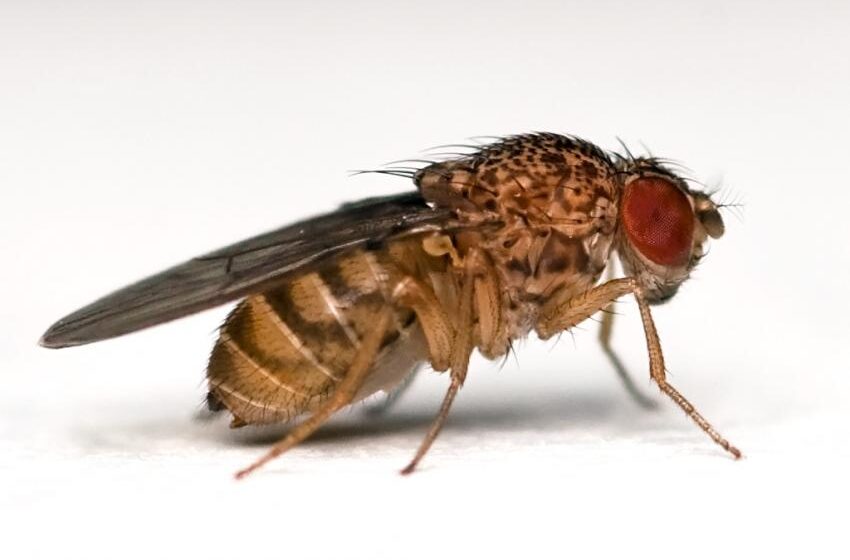  Une étude montre que les mouches obèses vivent plus longtemps avec un régime, à tout âge