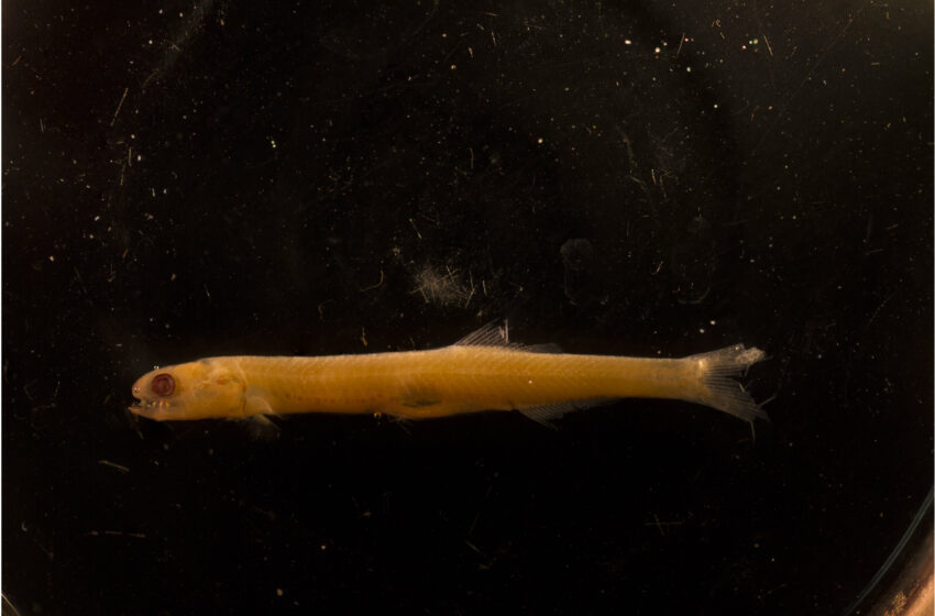  Une étude propose une nouvelle explication des booms et des bustes de l'anchois de Californie