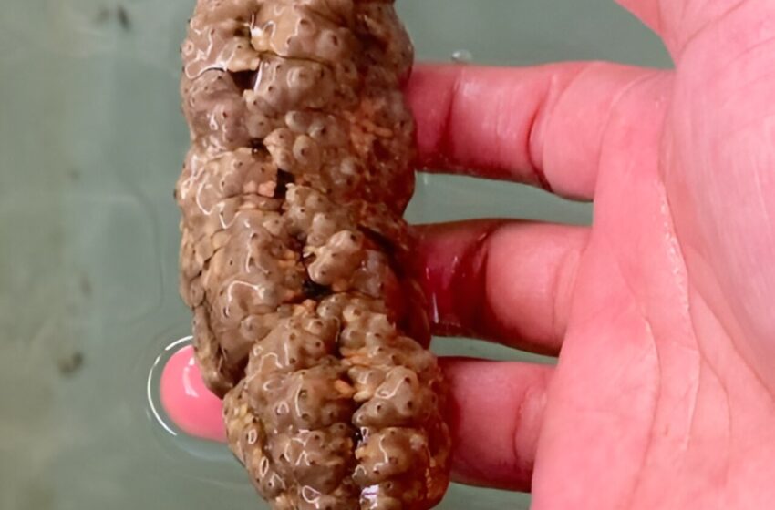 Une étude sur le concombre de mer des Philippines montre qu'il pourrait avoir des applications biomédicales