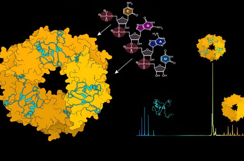  Une nouvelle recherche révèle des étapes critiques dans l’assemblage et le recrutement des ribonucléoparticules du virus Lassa