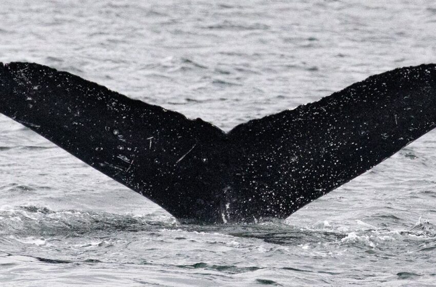  Une rencontre avec des baleines à bosse révèle un potentiel de communication intelligente non humaine