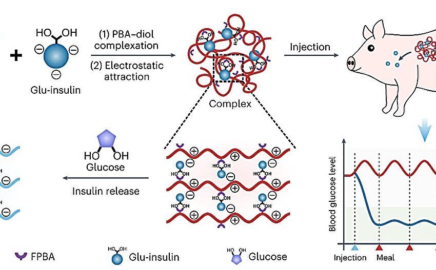  Une seule injection « intelligente » d’insuline régule les niveaux de glucose chez les souris et les mini-porcs jusqu’à une semaine
