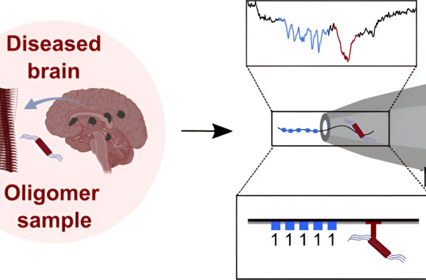  Utilisation de nanopores à l'état solide et de codes-barres ADN pour identifier les protéines mal repliées dans les troubles neurodégénératifs