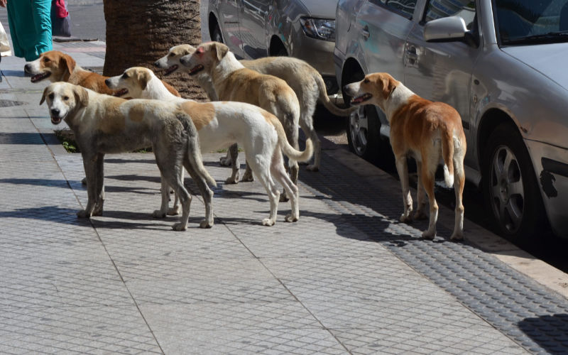  Casablanca : alerte chien errant