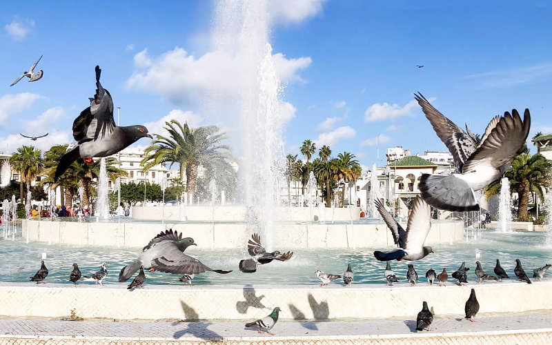  Casablanca veut faire disparaître ses pigeons (vidéo)