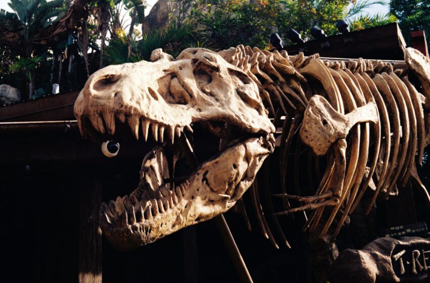  De nouvelles recherches montrent que les fossiles « juvéniles » de T. rex sont une espèce distincte de petit tyrannosaure