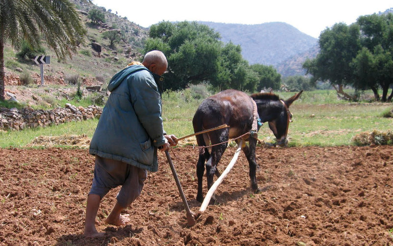  Le Maroc contraint de réorienter sa production agricole