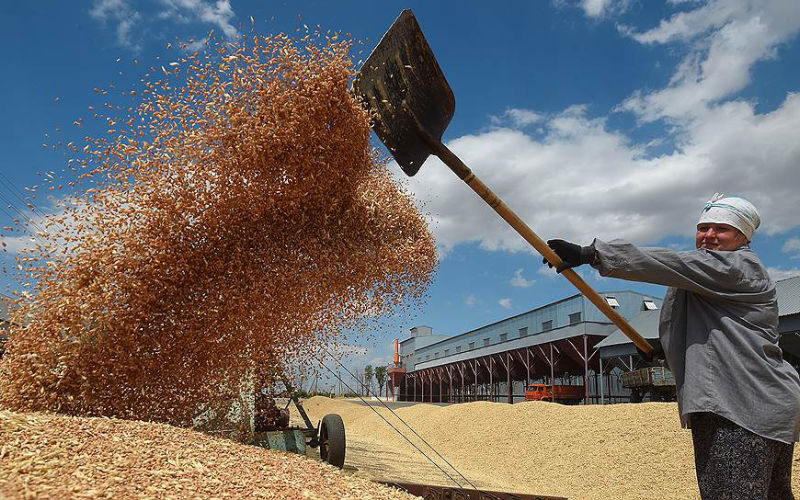 Le Maroc maintient sa confiance dans le blé français