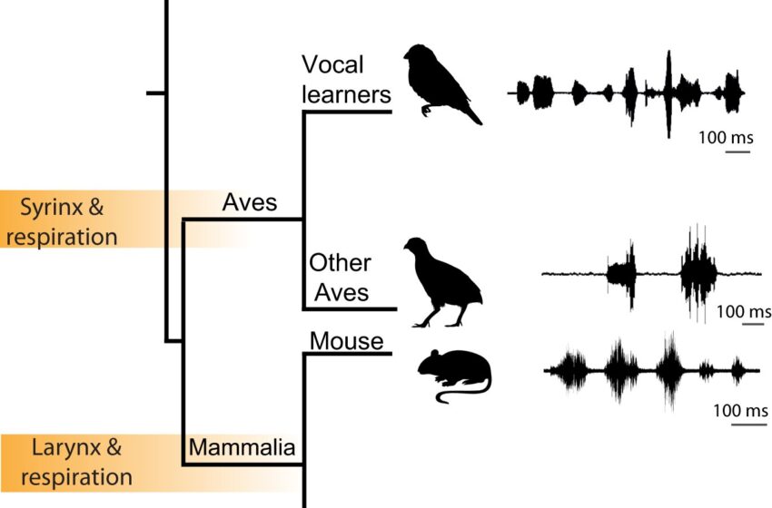  Le mésencéphale du poisson chanteur de Californie pourrait servir de modèle sur la façon dont les mammifères contrôlent les expressions vocales