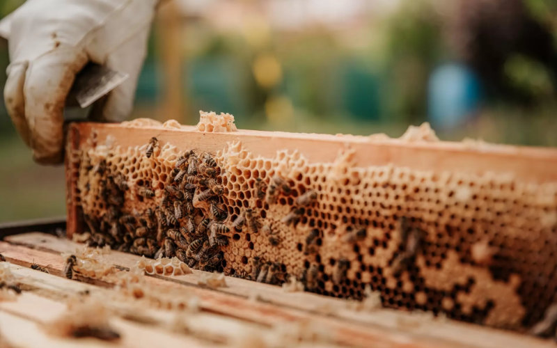  Le miel marocain est en danger