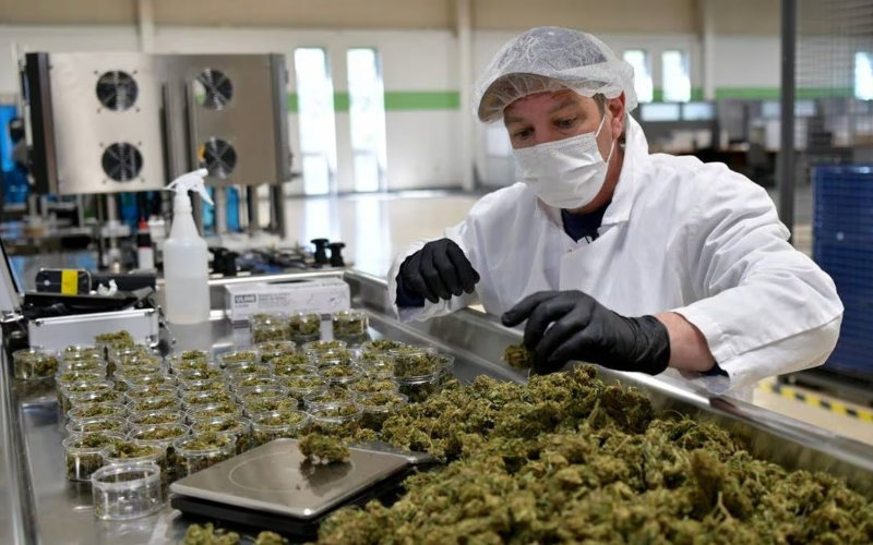  Le nord du Maroc investit dans l’avenir du cannabis