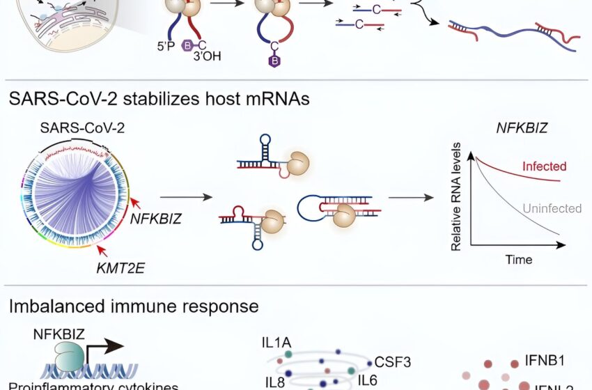  Les chercheurs révèlent le mécanisme moléculaire de la tempête de cytokines induite par le coronavirus