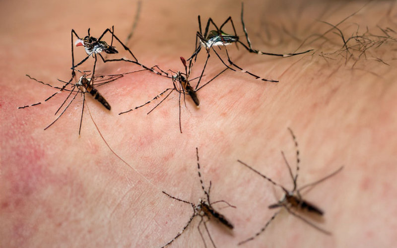 Les moustiques envahissent Marrakech