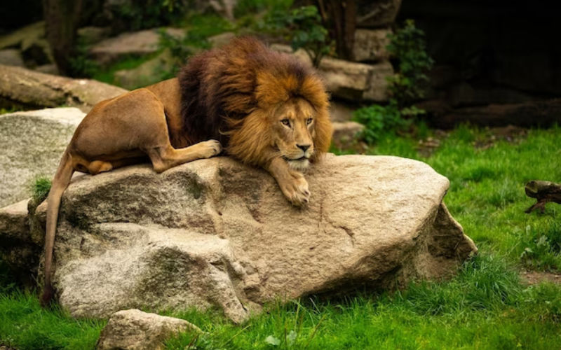  Rumeurs sur la réapparition d'un lion de l'Atlas près de Khénifra