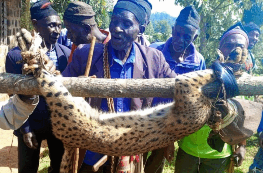  Un chasseur camerounais récompensé pour avoir capturé un léopard dans une forêt protégée