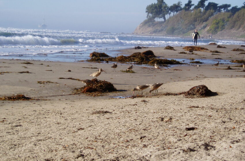  Une étude révèle la synchronie reliant les forêts de varech à la plage