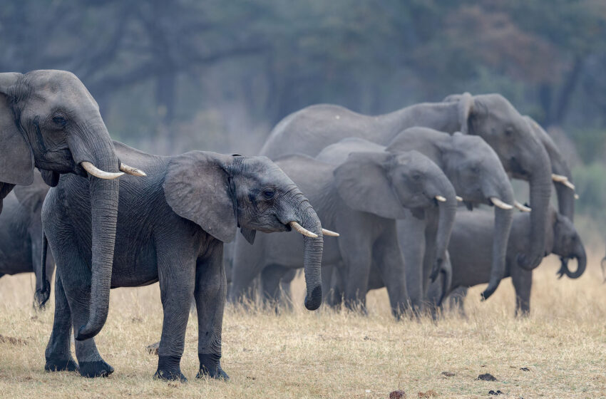  Une étude révèle que les zones protégées pour les éléphants fonctionnent mieux si elles sont connectées