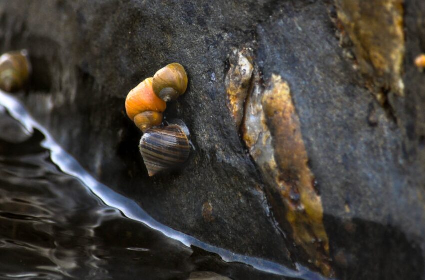  Une étude sur les escargots marins aide à clarifier le débat sur la manière de visualiser les transitions évolutives majeures