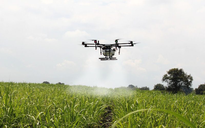  des drones pour surveiller les champs de cannabis