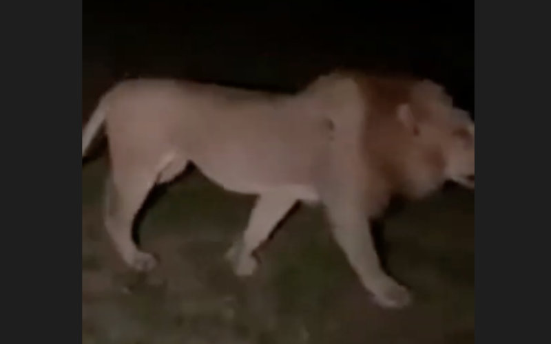  la rumeur de la présence du Lion de l'Atlas sème la panique
