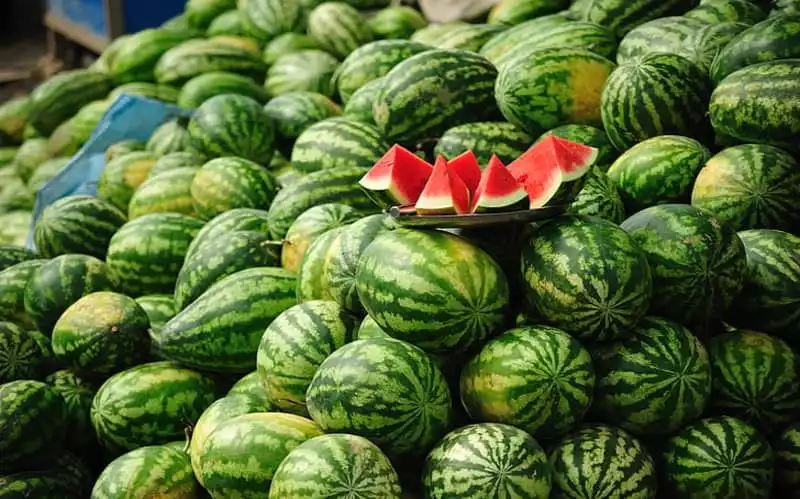  Des pastèques contaminées dans les assiettes des Marocains ?