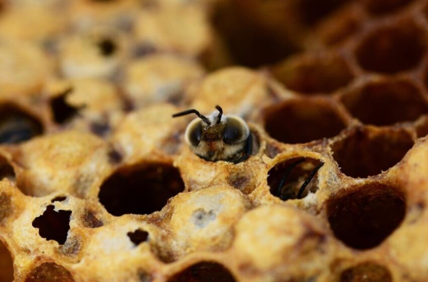  Les apiculteurs de Côte d'Ivoire contribuent à réduire la dépendance au pesticide glyphosate