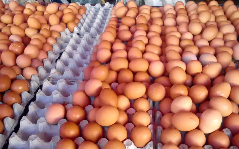  Les œufs deviendront-ils un luxe au Maroc ?