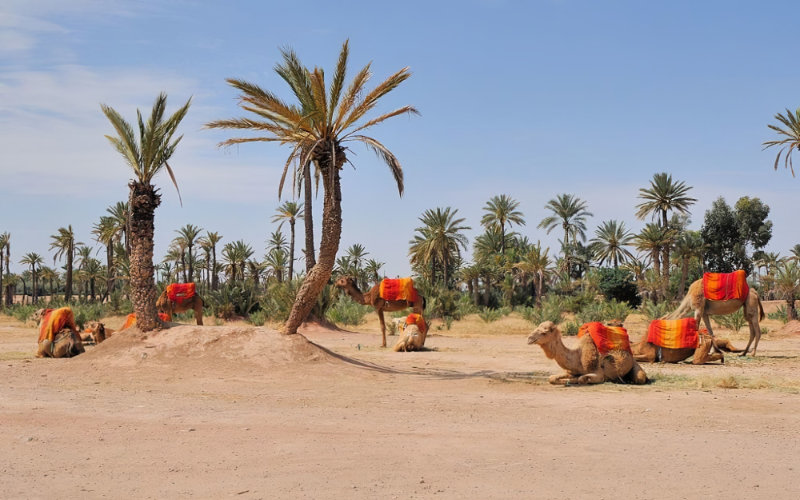  Marrakech : la palmeraie est en train de mourir