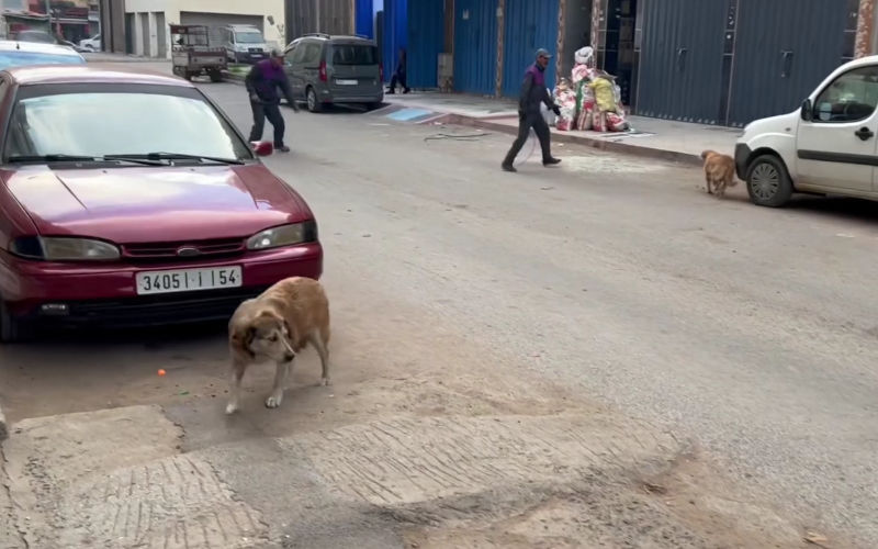  Les chiens errants, un problème qui empoisonne la vie des Casablancais