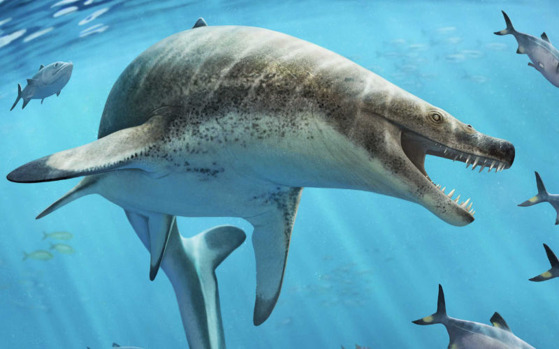  Un monstre marin du Jurassique découvert au Maroc