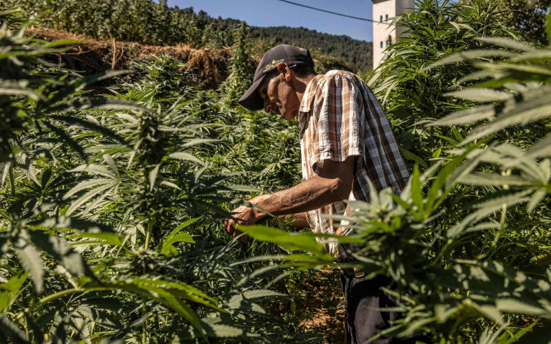  Une première récolte légale de cannabis prometteuse