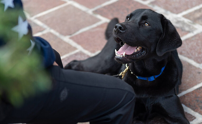  Une nouvelle technologie sans fil aide les chiens d'assistance à combattre le SSPT des vétérans