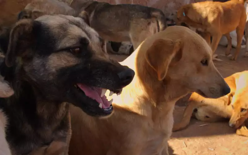  Des chiens errants sèment la terreur à Casablanca