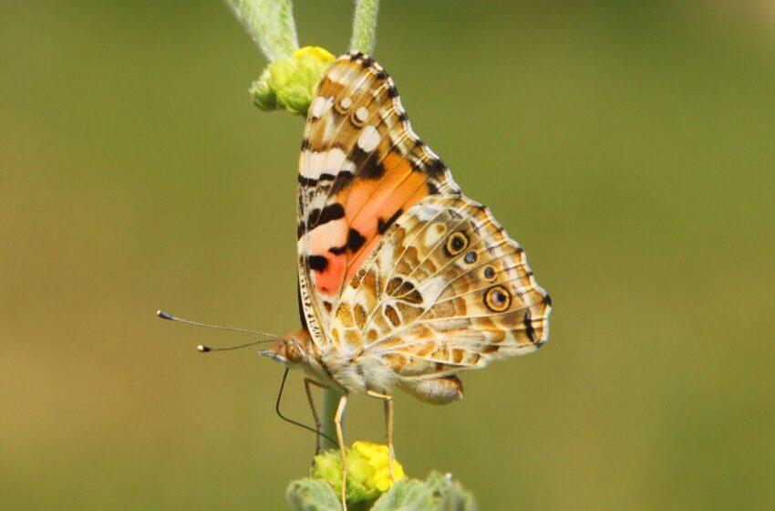  Dans le cadre d’une première mondiale, des chercheurs cartographient un vol transatlantique de 4 200 km de la belle dame papillon