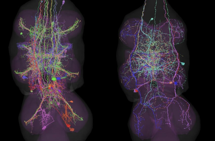  Des chercheurs cartographient les réseaux neuronaux de la drosophile qui contrôlent le mouvement des ailes et des pattes