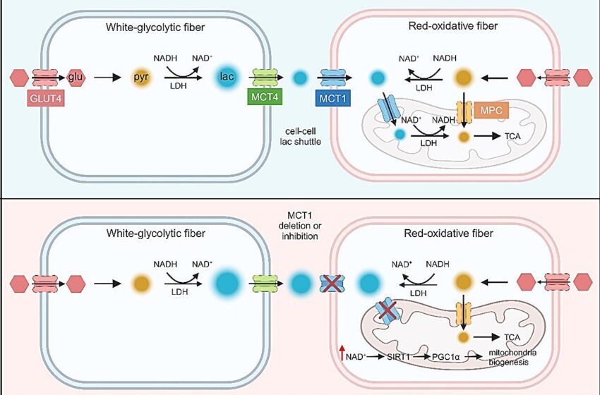  La navette de lactate dans les muscles squelettiques a un impact sur les types de myofibres et l’activité physique