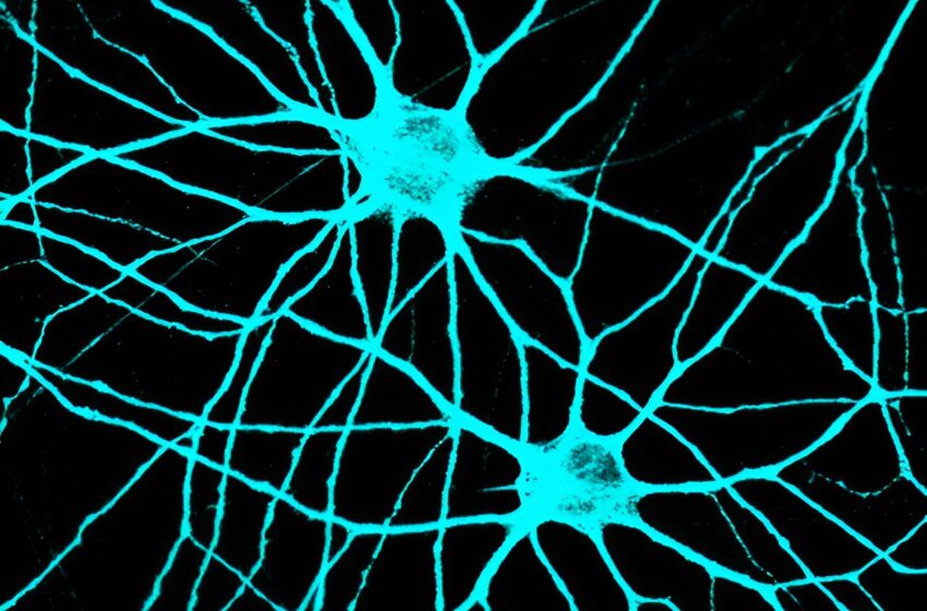  La recherche en neurosciences exploite les cellules souches pour comprendre comment les neurones se connectent et communiquent dans le cerveau