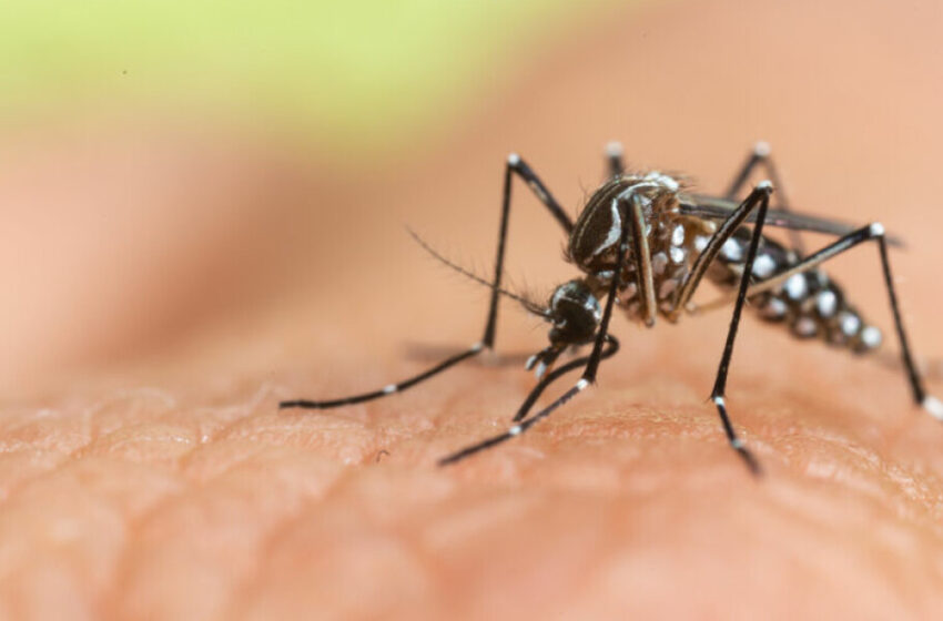  Les cas de dengue continuent d’augmenter en France