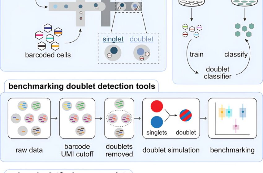  Les chercheurs améliorent la mesure de l’expression des gènes dans des cellules individuelles