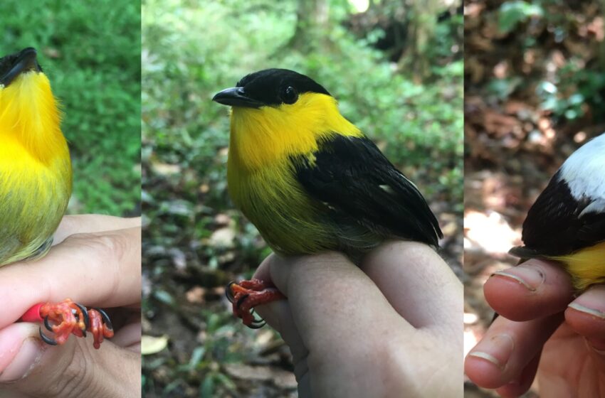  Les chercheurs découvrent une stabilité génétique dans une zone hybride panaméenne de manakins à long terme