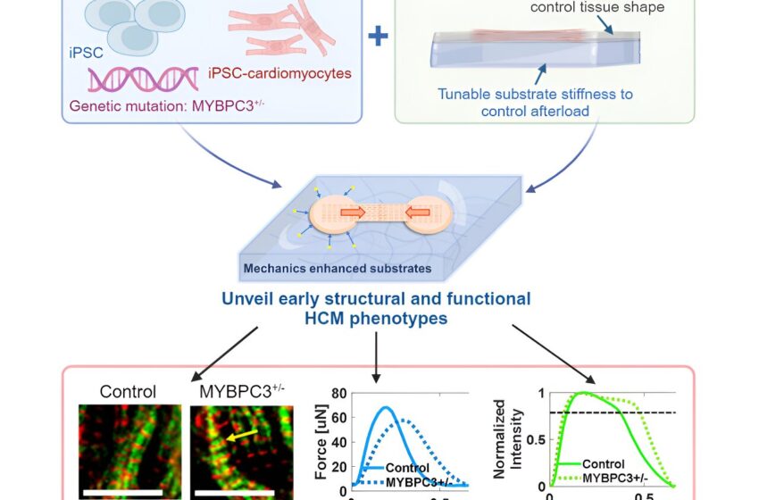  Les chercheurs étudient plus efficacement les mutations à l’origine des maladies cardiaques en mettant les cellules à l’épreuve