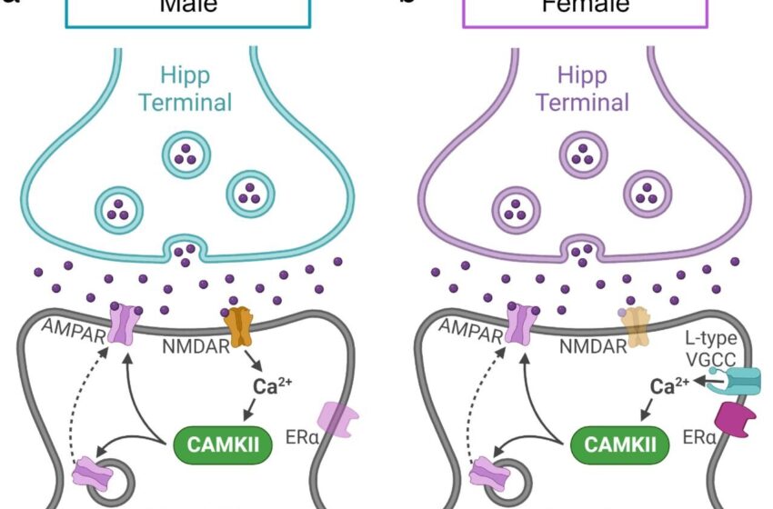  Les différences « cachées » entre les sexes dans les voies de récompense neurologique suggèrent une opportunité pour une thérapie psychiatrique améliorée