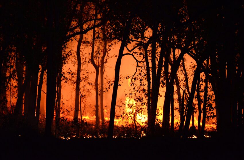Les incendies de forêt extrêmes ont doublé au cours des deux dernières décennies : étude