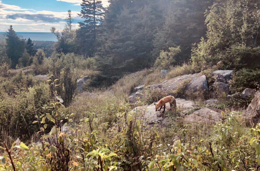  Les loups réintroduits sur l’Isle Royale affectent temporairement d’autres carnivores, les humains ont également une influence